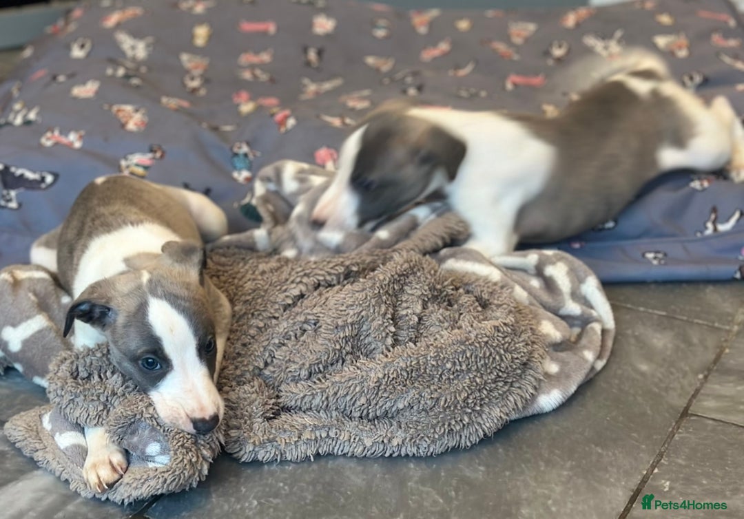 Whippet dogs for sale: 3 boys available  - Advert 10