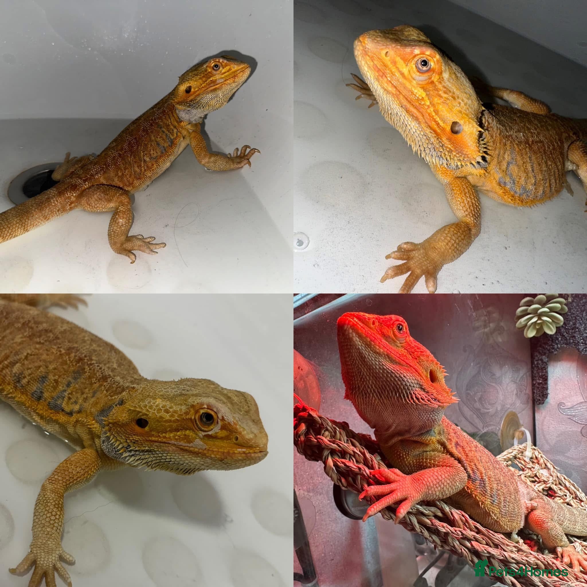 Bearded Dragon reptiles Bearded Dragon looking for home! - Advert 4