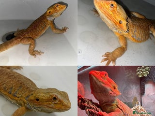 Bearded Dragon reptiles Bearded Dragon looking for home! - Advert 1