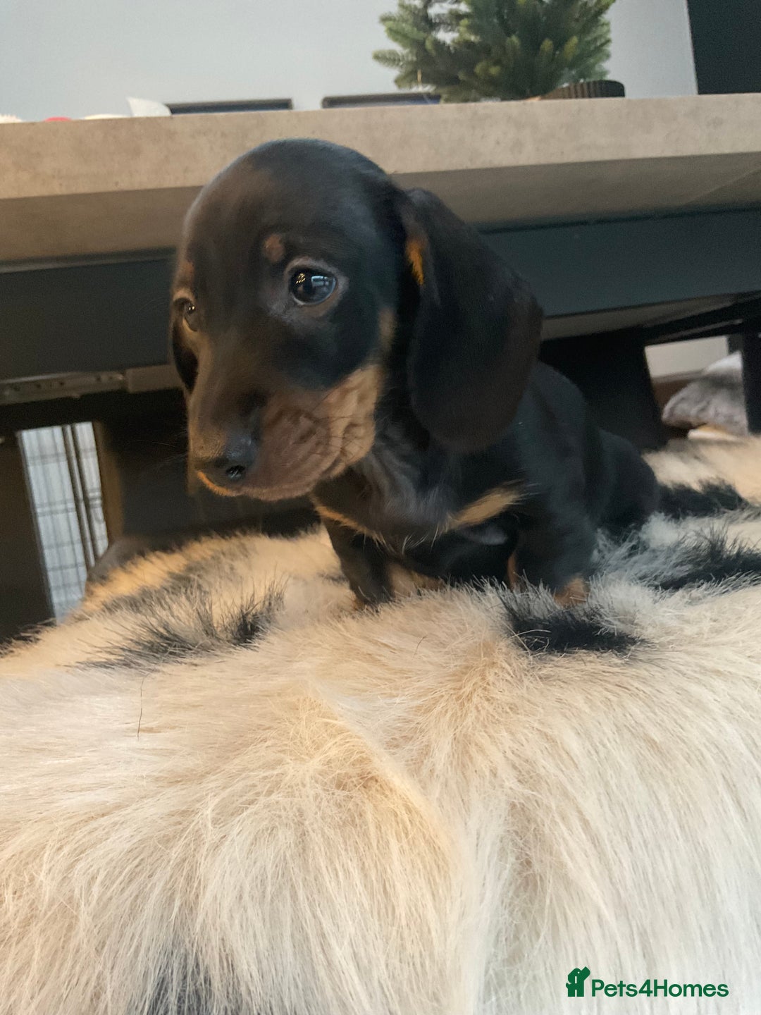 Miniature Dachshund dogs for sale: Miniature dachshunds  - Advert 3