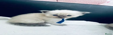 Cosmo