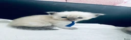 Ragdoll cats for sale: Beautiful Ragdoll kittens – 3 boys & 2 girls 🐾 - Advert 4