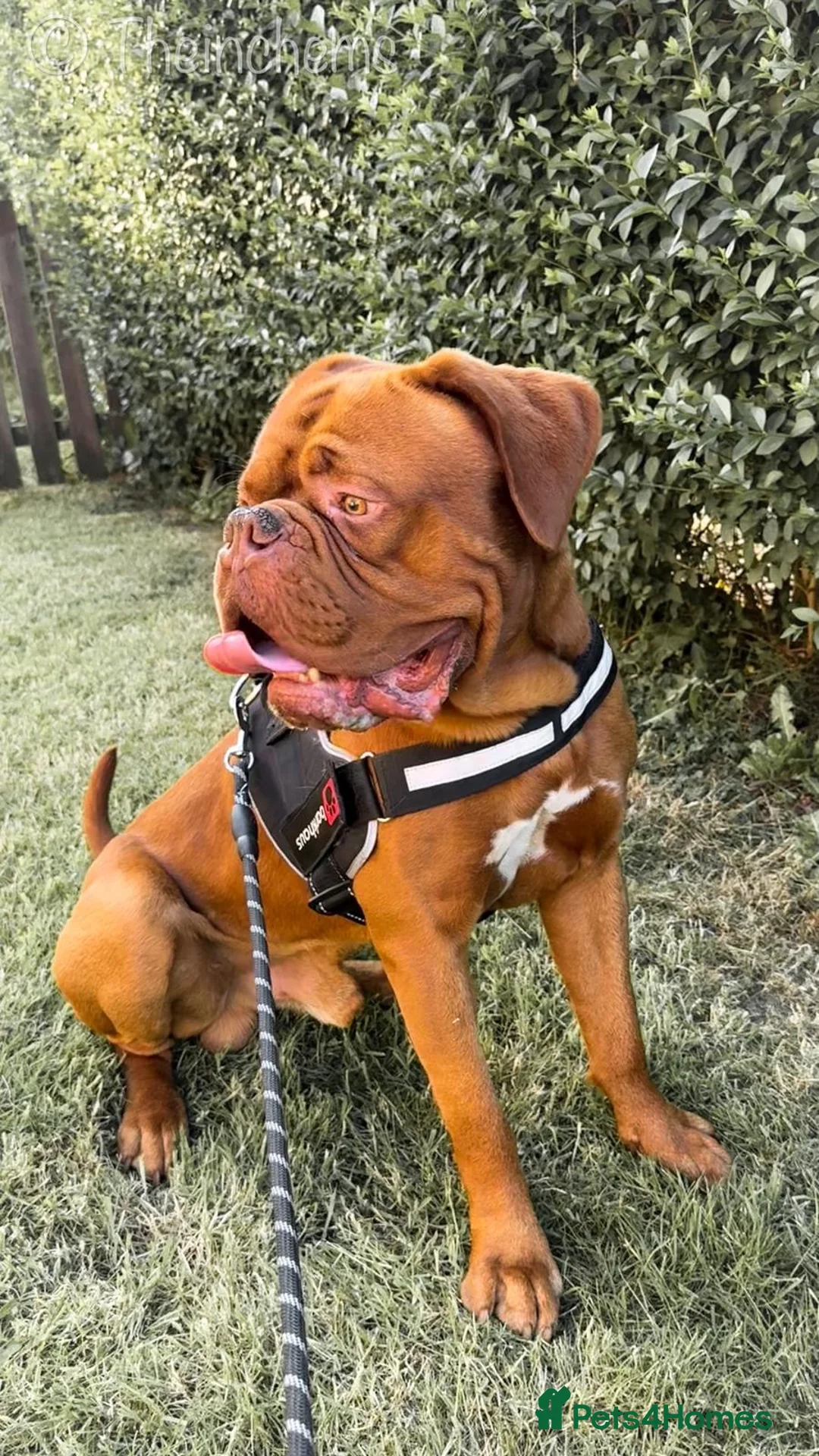 Dogue De Bordeaux dogs for stud: 🔥 ODIN — DOGUE DE BORDEAUX STUD 🔥 - Advert 1
