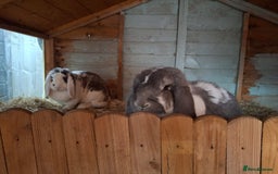French Lop rabbits for sale: 2 French lop rabbits  - Image 7
