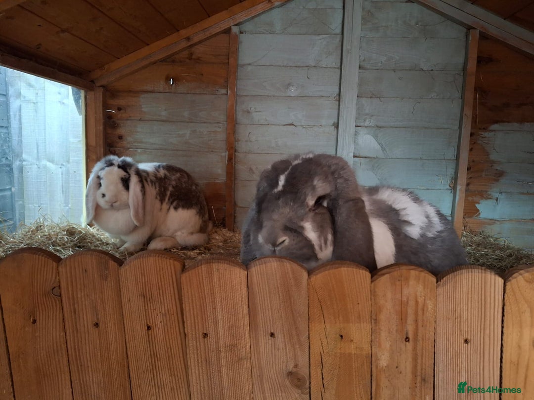 French Lop rabbits for sale: 2 French lop rabbits  - Image 7