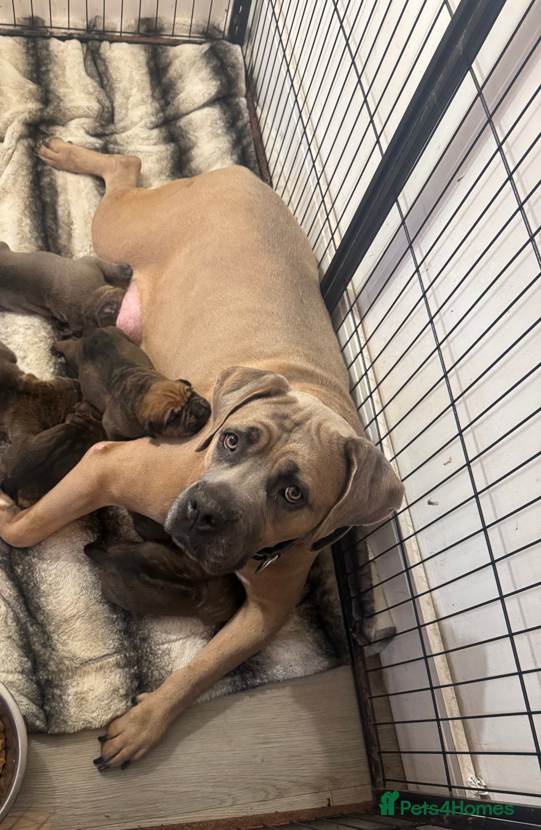 Cane Corso dogs for sale: 6 beautiful cane Corso puppies  - Advert 2