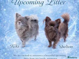 Chihuahua dogs KC long coat cream show line chihuahua puppies - Advert 16