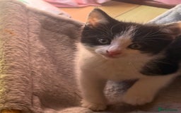 Brazilian Shorthair cats for sale: Kitten 🐈‍⬛  - Image 16