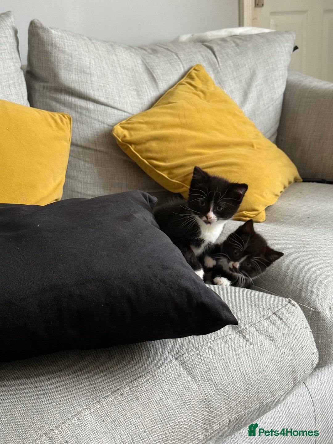 Mixed Breed cats for sale: 3 gorgeous kittens - Advert 2