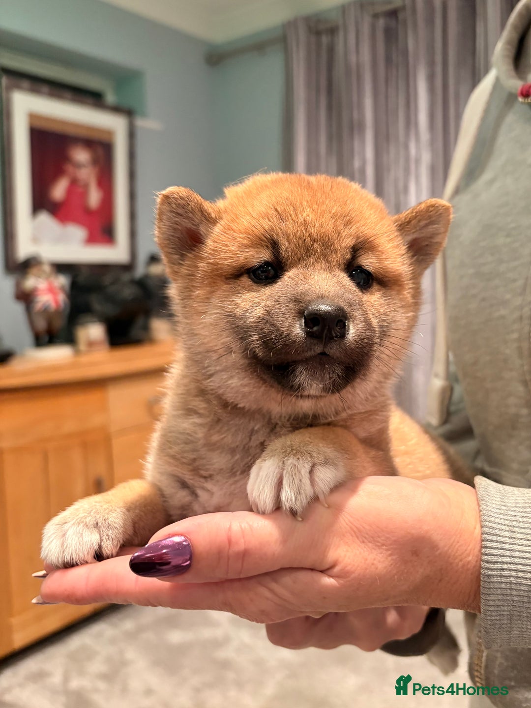 Japanese Shiba Inu dogs for sale: Health Tested Japanese Shiba Inu Puppies  - Advert 7