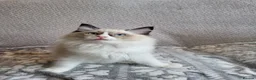 Ragdoll cats for sale: GCCF registered Ragdoll Kittens  - Advert 6