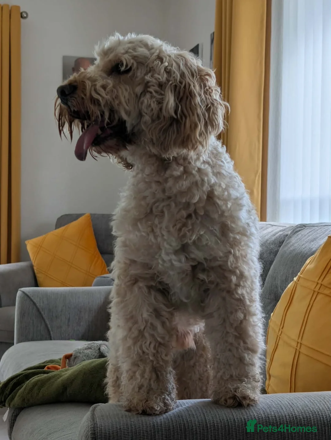 Cockapoo dogs for sale: 8 year old cockapoo for rehoming  in Belfast - Advert 2