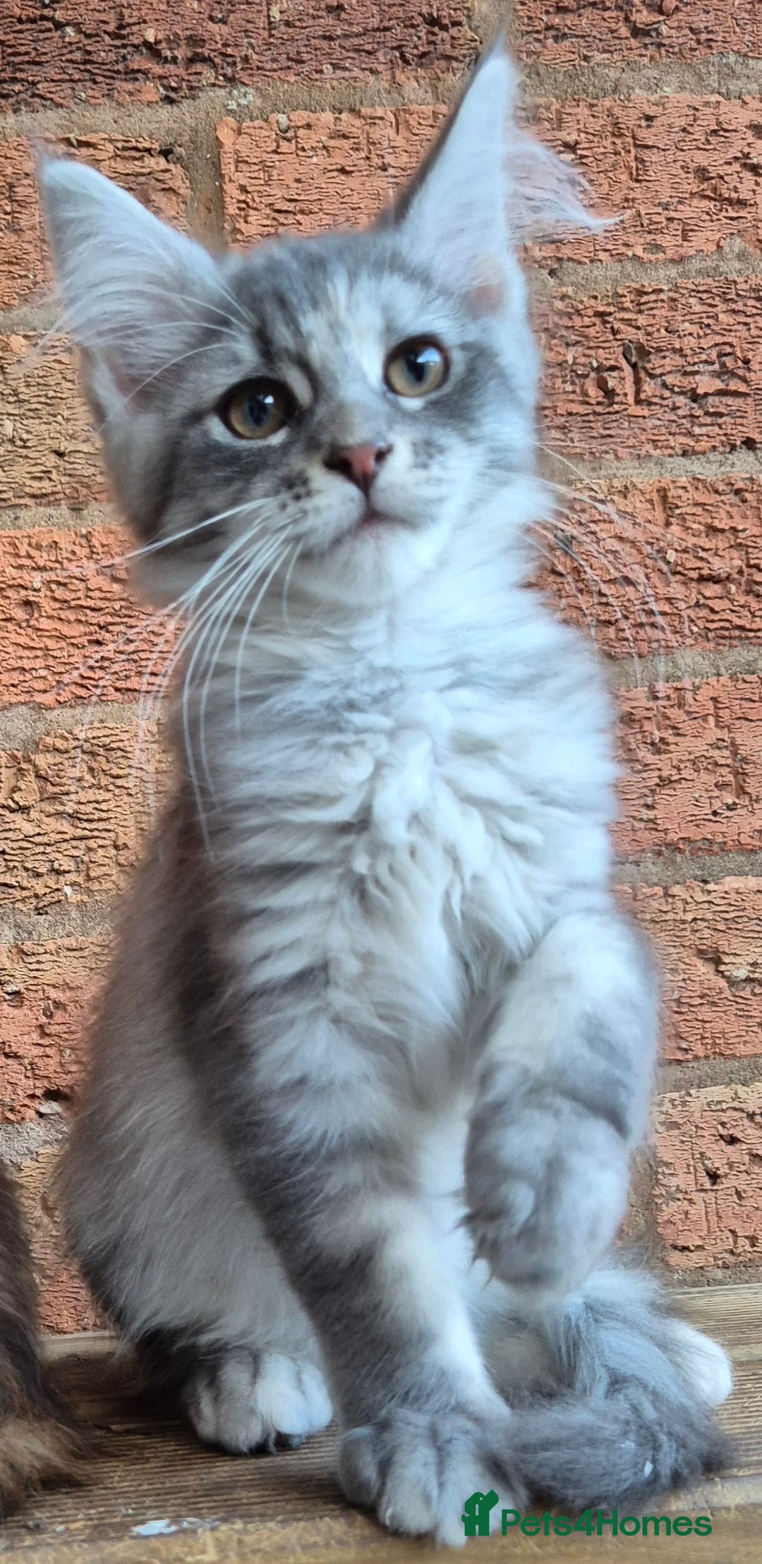 Maine Coon cats for sale: 2 Boys 3 girls Maine Coones kittens - Advert 14