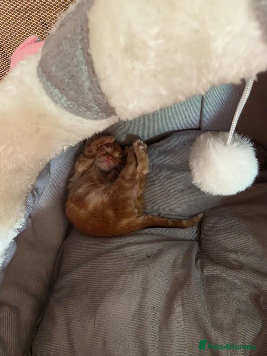 Mixed Breed cats for sale: Male ginger kitten - Advert 2