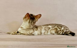 Bengal cats for sale: 🐾PUREBRED Active for breed Bengal girl🐾  - Image 16