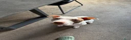 Staffordshire Bull Terrier dogs for sale: 8 beautiful, Staffordshire bull terrier puppies - Advert 2