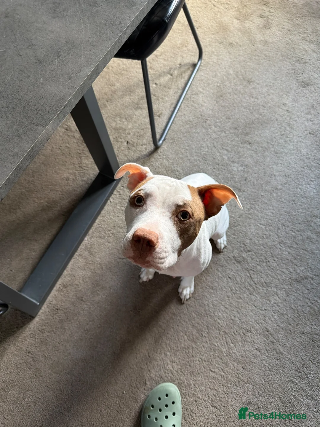 Staffordshire Bull Terrier dogs for sale: 8 beautiful, Staffordshire bull terrier puppies - Advert 2