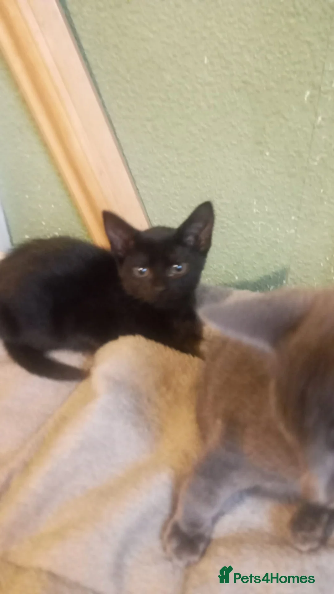 Chartreux cats for sale: Beautiful chartuex kittens   in Bradford - Advert 6