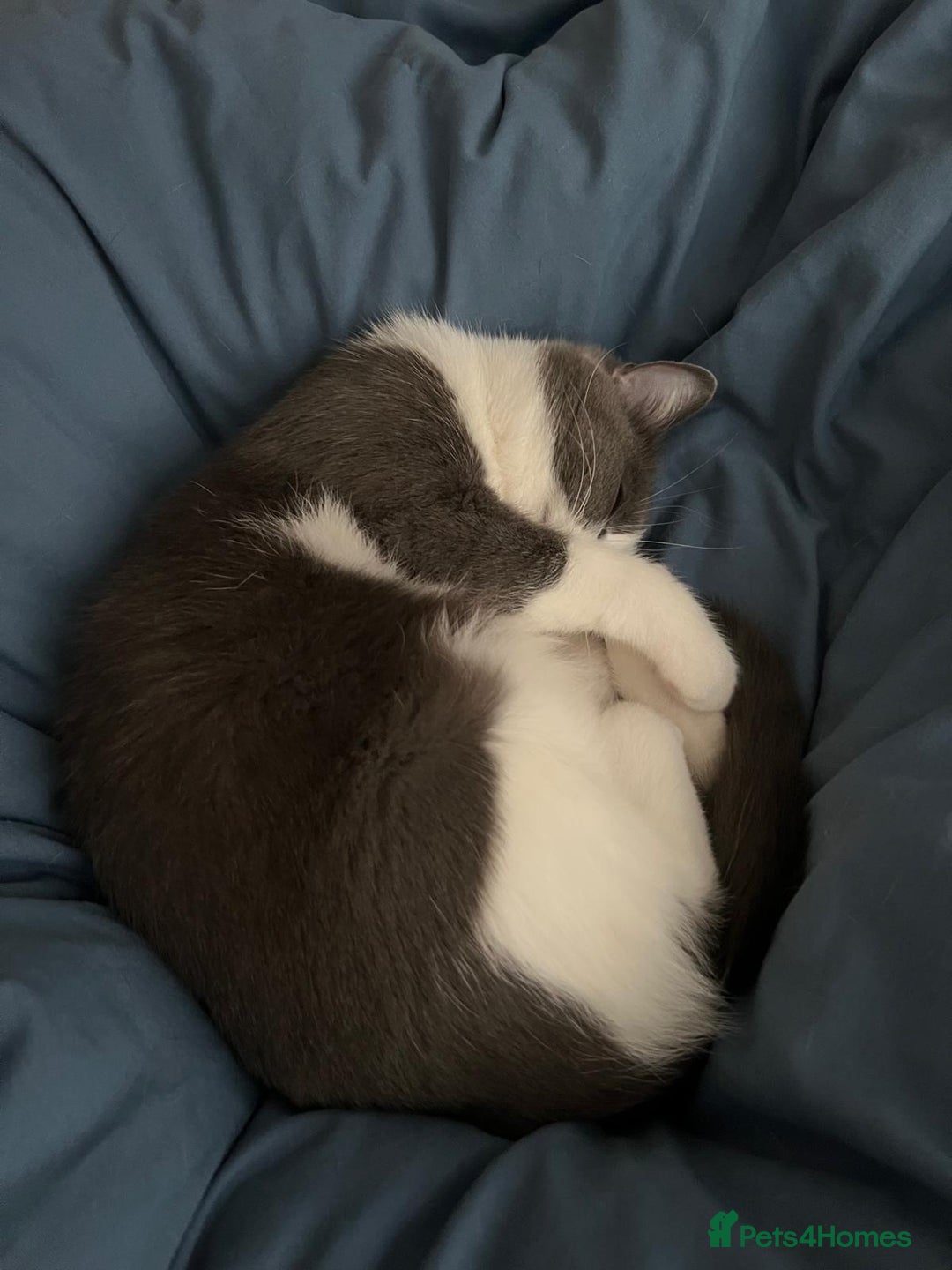 British Shorthair cats for sale: Cute British Shorthair Looking for Home - Advert 6