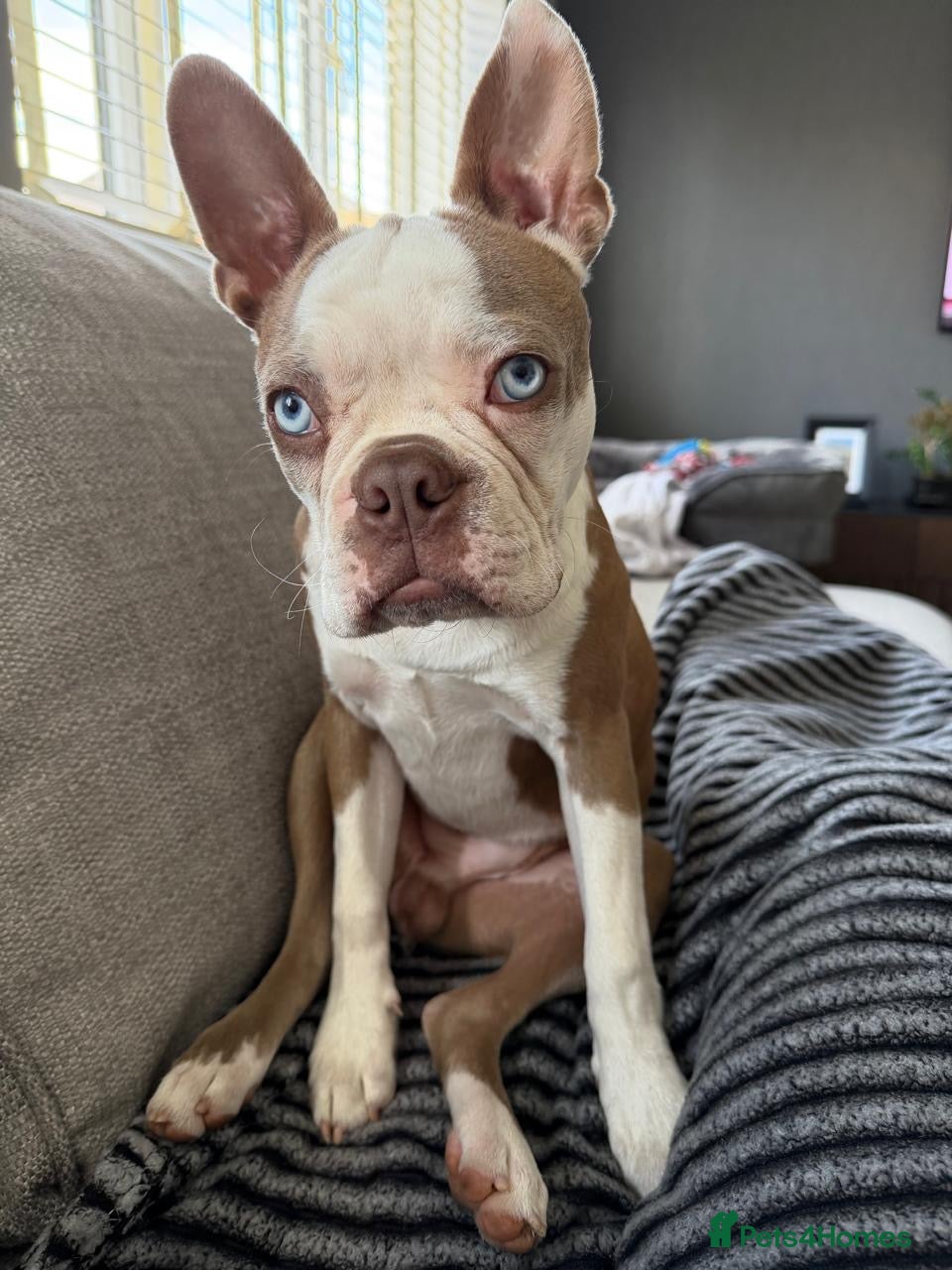 Boston Terrier dogs KC Registered Boston Terrier Male Puppy - 7 Months - Advert 11