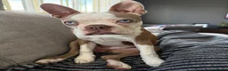 Boston Terrier dogs for sale: KC Registered Boston Terrier Male Puppy - 7 Months in Wrexham - Advert 1