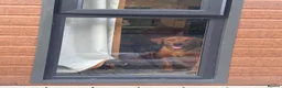 Labrador Retriever dogs for sale: Fox Red Male Labrador 9 months old  in Kettering - Advert 7