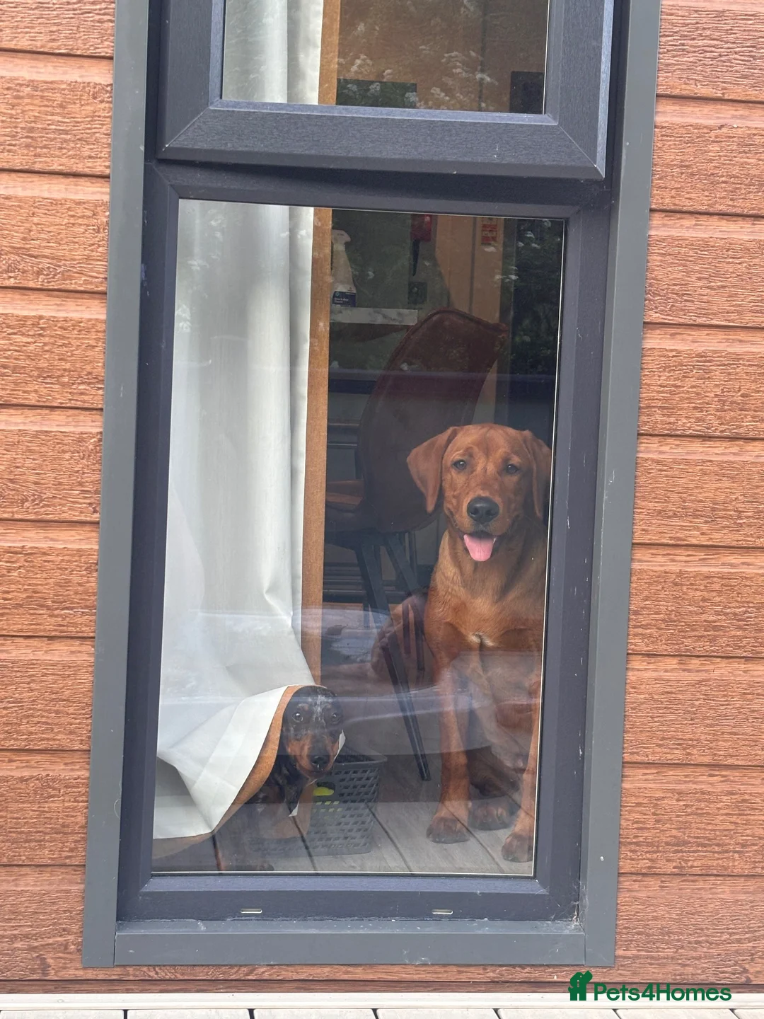 Labrador Retriever dogs for sale: Fox Red Male Labrador 9 months old  in Kettering - Advert 7