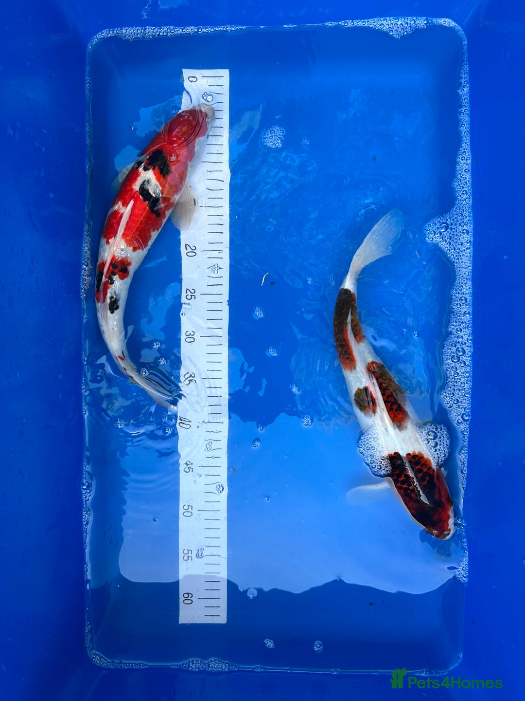 Koi Carp fish for sale: 6x small & 2x medium Koi  - Image 2