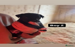Patterdale Terrier dogs for sale: Patterdale terrier puppies  - Image 6