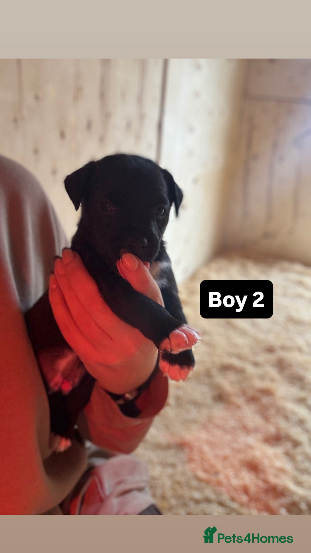 Patterdale Terrier dogs for sale: Patterdale terrier puppies  - Image 6