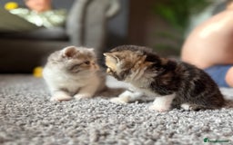 Exotic cats for sale: 4 beautiful exotic shorthair girls  - Image 14