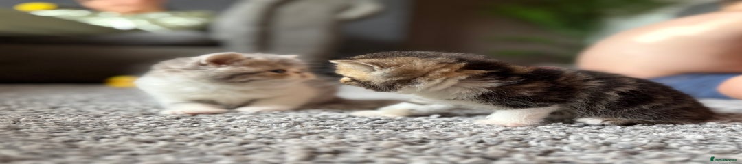 Exotic Kitten 3