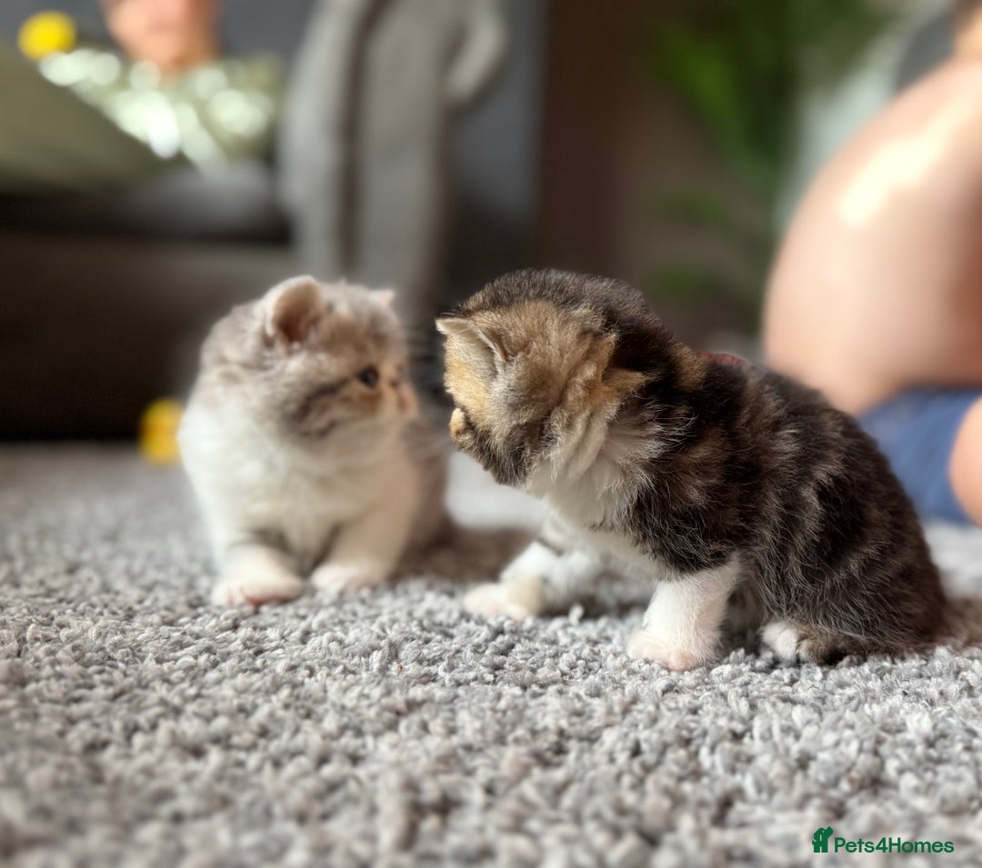Exotic cats for sale: 4 beautiful exotic shorthair girls  - Image 14