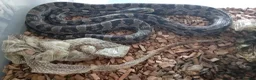 Mixed Breed reptiles for sale: Mix job lot selling my sons replites from £40-£900 - Advert 9