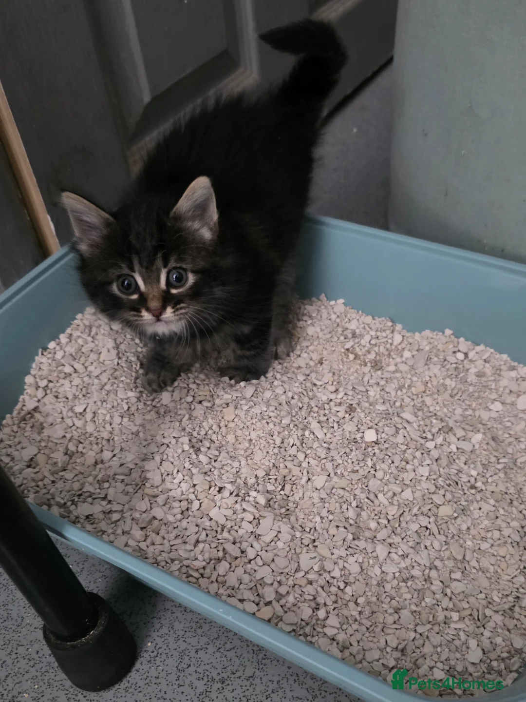 Mixed Breed cats for sale: Gorgeous maincoon cross babies for sale  in Hungerford - Advert 11