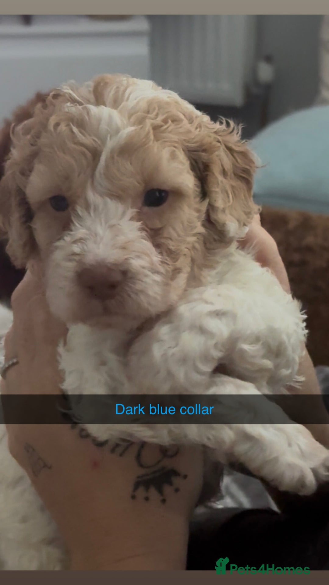 Cockapoo dogs for sale: Cockapoo puppies  - Image 1