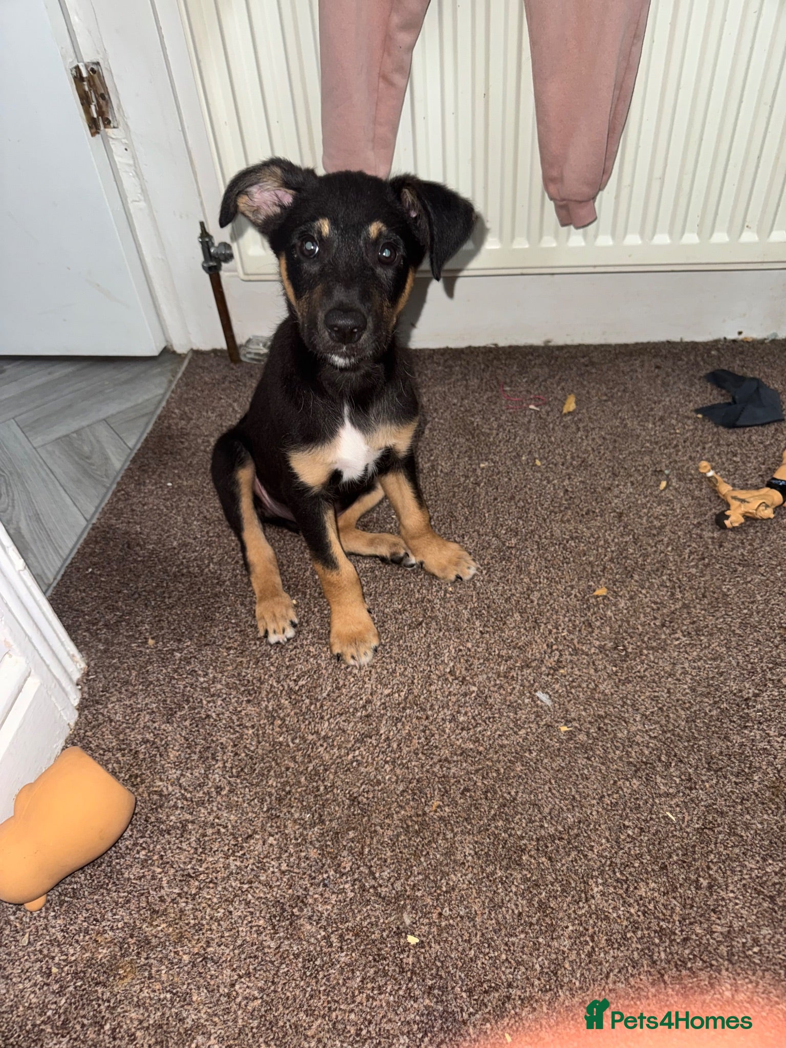 Mixed Breed dogs Ronald - Advert 2