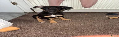 Mixed Breed 1