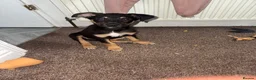 Mixed Breed dogs for sale: Ronald - Advert 1