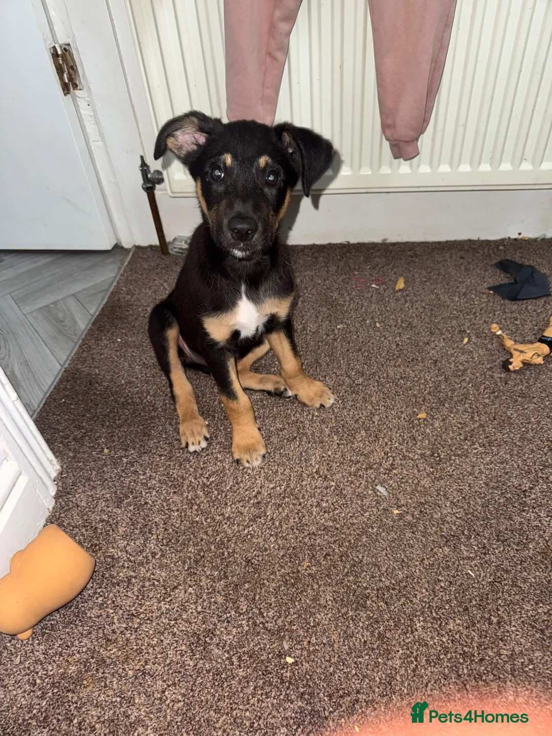 Mixed Breed dogs for sale: Ronald - Advert 1