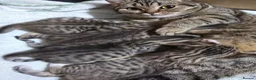 Mixed Breed cats for sale: British Shorthair mix kittens  - Advert 25