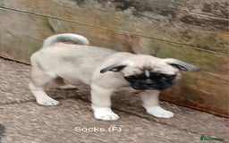 Pug dogs for sale: 4 beautiful Pug puppies for sale. - Image 4