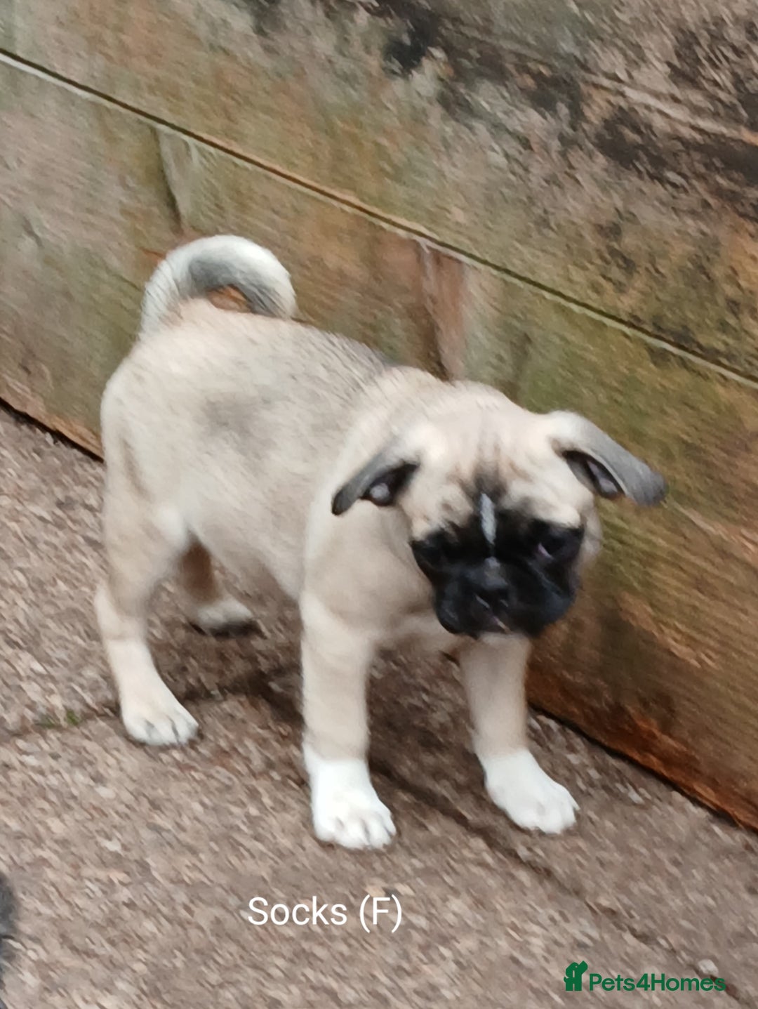 Pug dogs for sale: 4 beautiful Pug puppies for sale. - Image 4