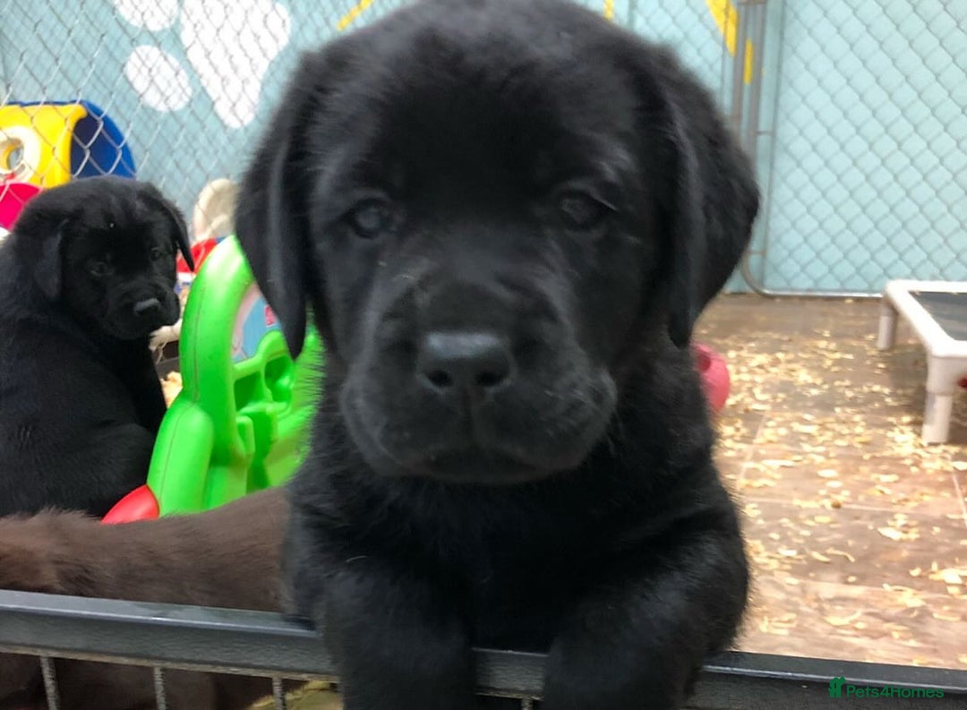 Labrador Retriever dogs for sale: Chunky Working Lab Puppies  - Image 6