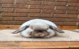 Mini Lop rabbits for sale:  2 females does - Image 1