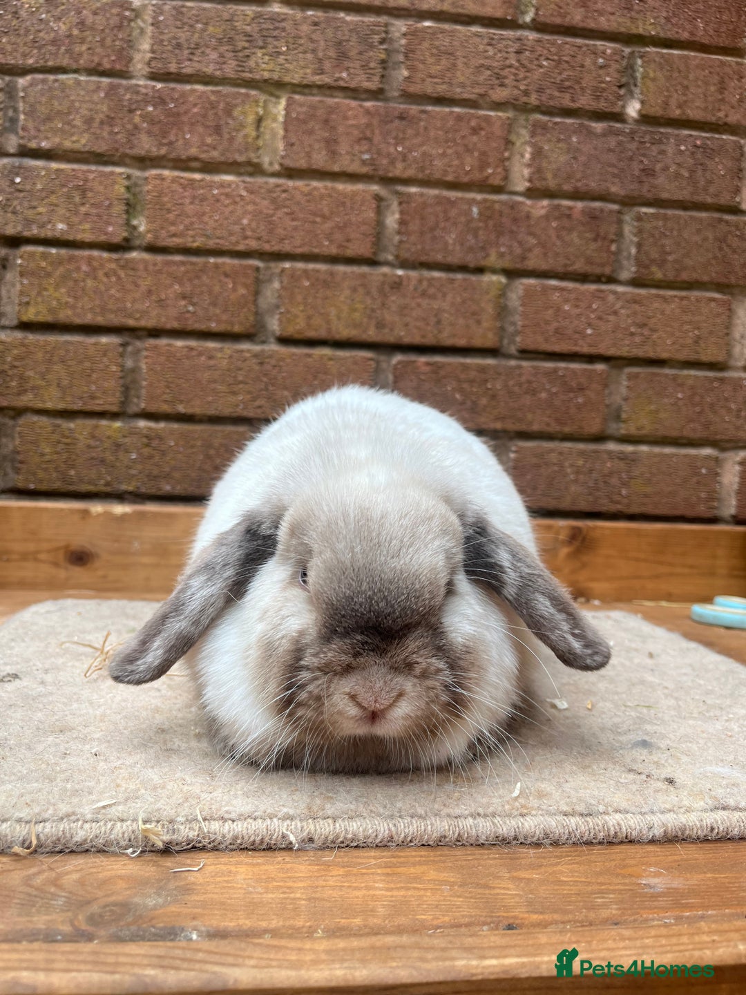 Mini Lop rabbits for sale:  2 females does - Image 1