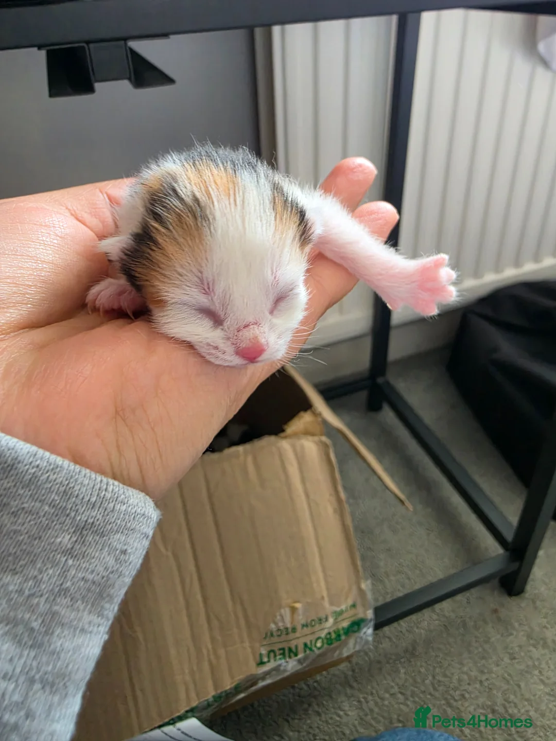 Mixed Breed cats for sale: Kittens - Advert 10