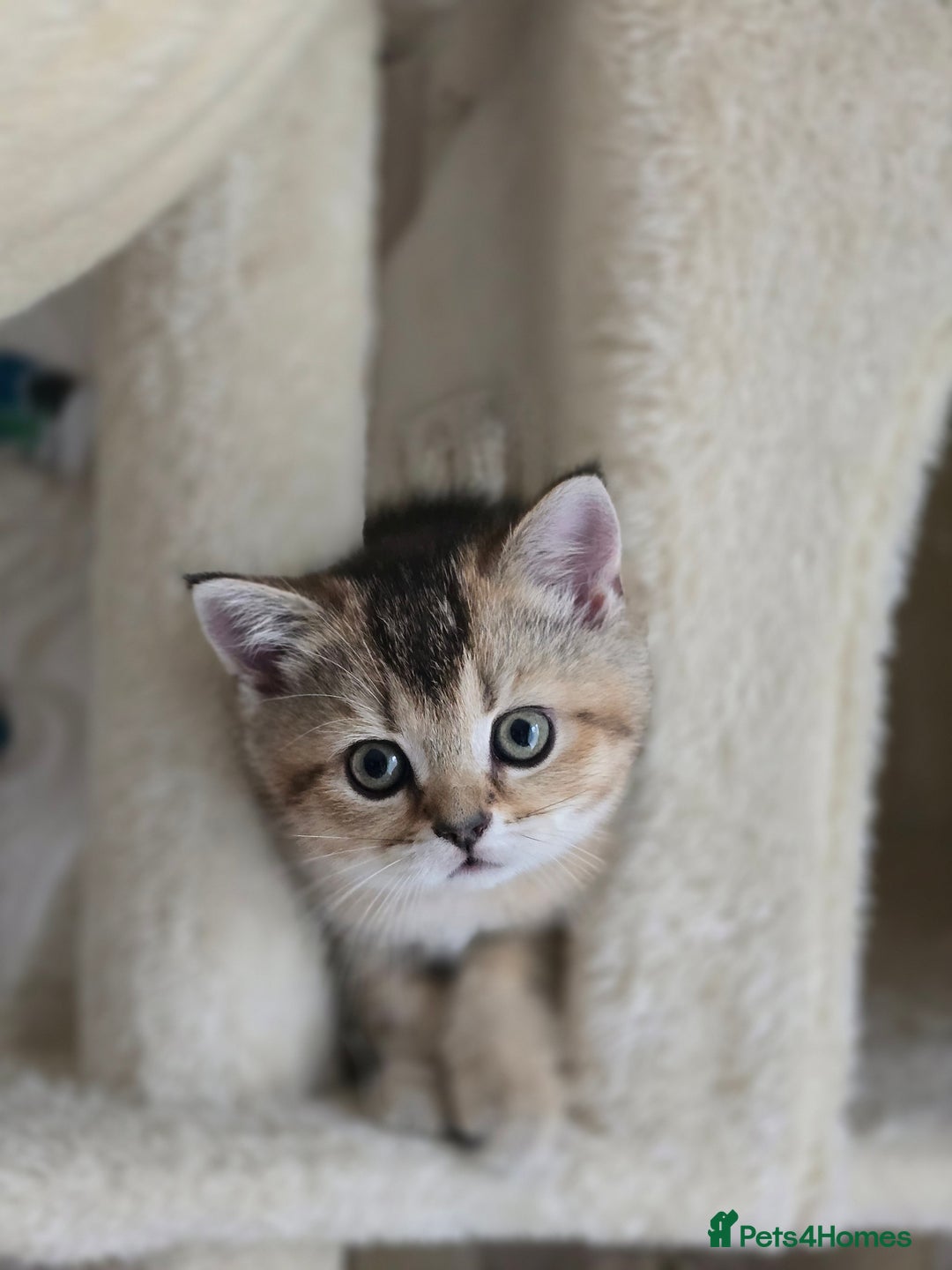 Scottish Fold cats for sale: Scottish Fold and Straight kittens  - Advert 5