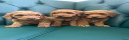 Cockapoo dogs for sale: 5⭐️ Licensed breeder. F1 cockapoo PRA Clear - Advert 3