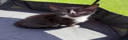 Mixed Breed cats for sale: Cheeky Kittens available- no cost - Advert 4